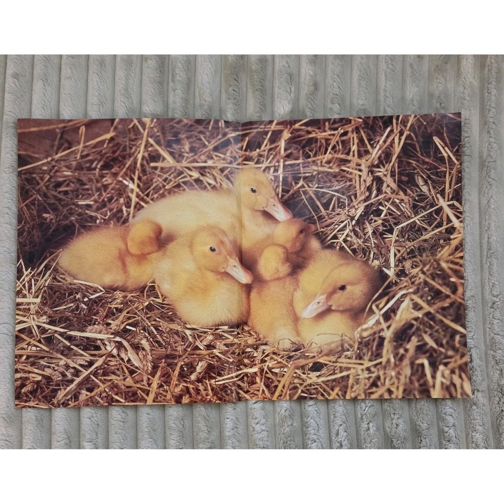 Vintage 1980s Yellow Duck Poster By Troll Books 1986 Bathroom Kids Room Decor